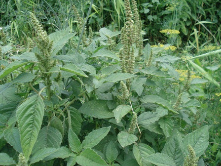  ,   (Amaranthus retroflexus),  , , ..