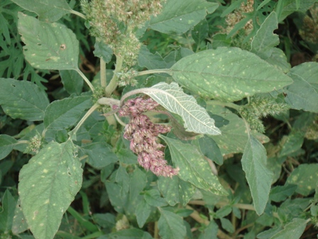  ,   (Amaranthus retroflexus),  , , ..