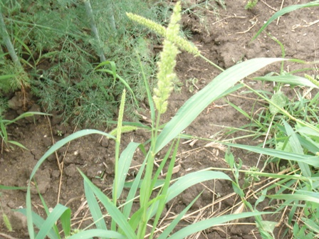   (Setaria viridis),  ,  ,  ..