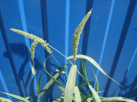   (Setaria viridis),  ,  ,  ..