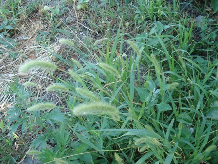   (Setaria viridis),  .