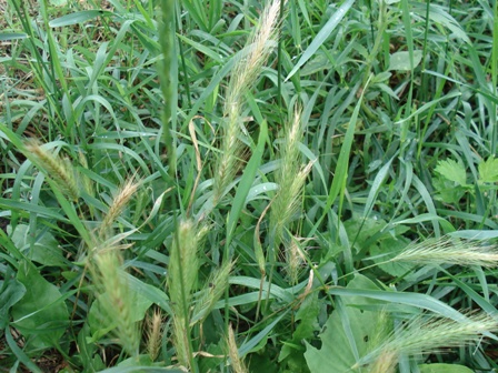  ,   (Hordeum leporinum),  ,  ..