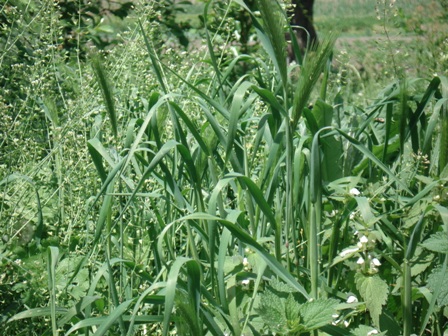  ,   (Hordeum leporinum),  ,  ..