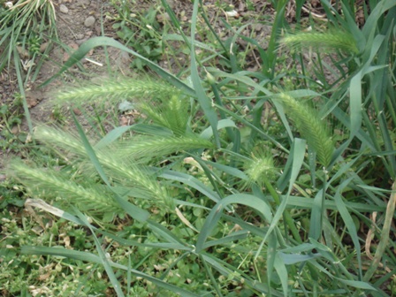  ,   (Hordeum leporinum),  ,  ..