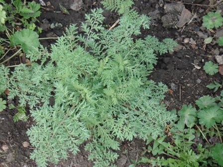   (Sisymbrium Sophia),   (Descurainia Sophia),  ,  .