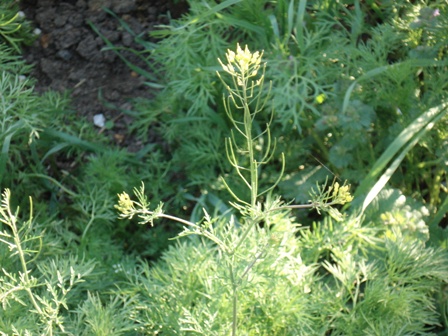   (Sisymbrium Sophia),   (Descurainia Sophia),  ,  .