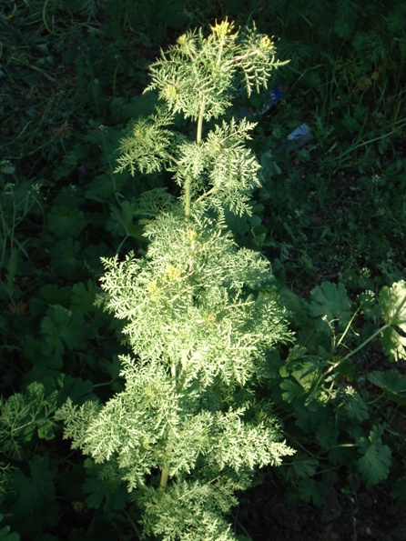   (Sisymbrium Sophia),   (Descurainia Sophia),  ,  .