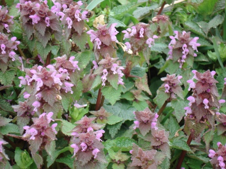   (Lamium purpureum),  