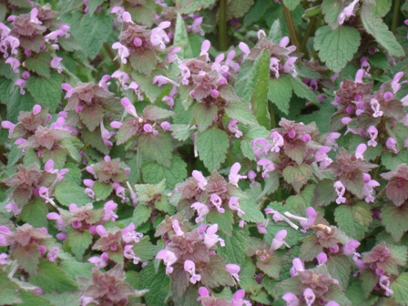   (Lamium purpureum),  