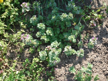   (Lamium amplexicaule)