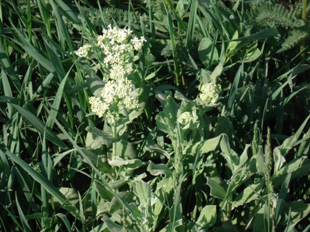   (Cardaria draba),  ,  