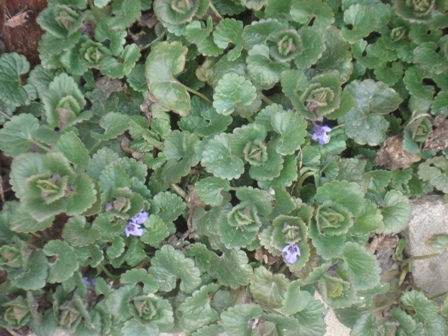   (Glechoma hederacea), , ,  ,  