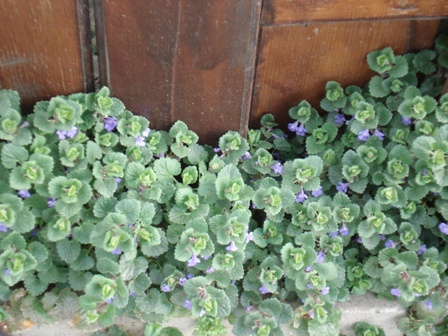   (Glechoma hederacea), , ,  ,  