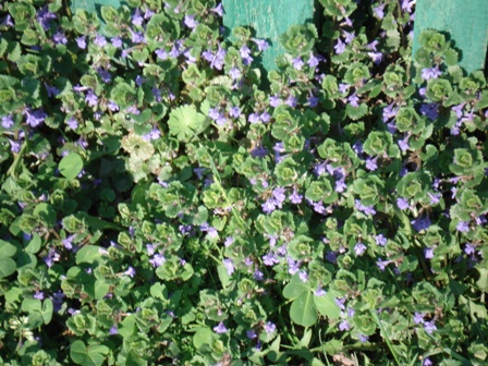   (Glechoma hederacea), , ,  ,  