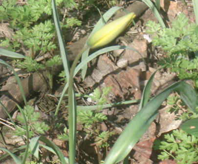   (Tulipa sylvestris)