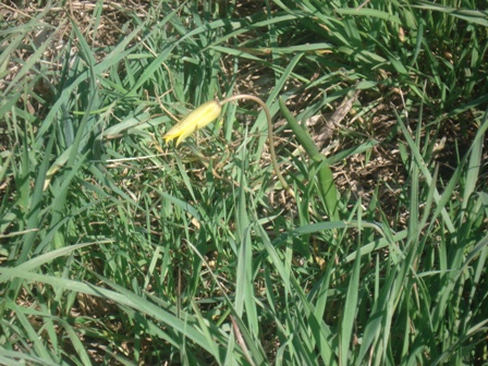   (Tulipa sylvestris)