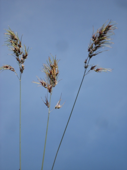   (Poa bulbosa)