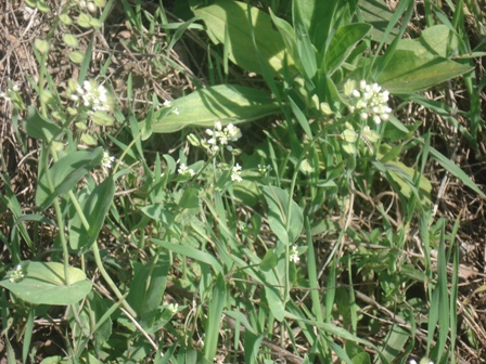 ������ ���������������� (Thlaspi perfoliatum) 