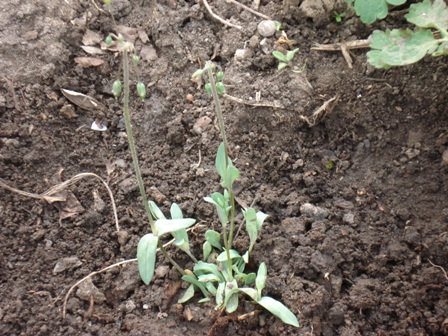   (Cerastium perforatum) 