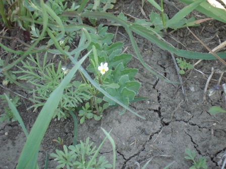   (Viola arvensis),   (Viola minima) 