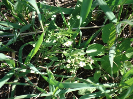   (Viola arvensis),   (Viola minima) 