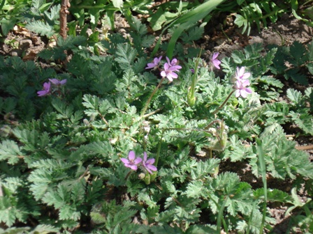   (Erodium cicutarium),  , ,   