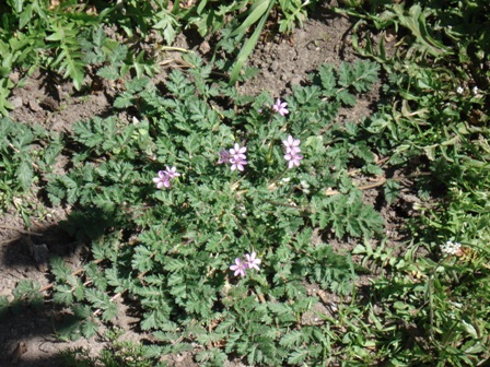   (Erodium cicutarium),  , ,   