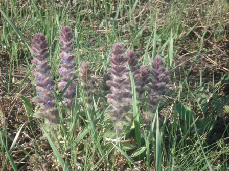   (Ajuga orientalis),  (Ajuga) 