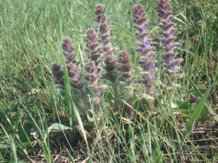   (Ajuga orientalis),  (Ajuga) 