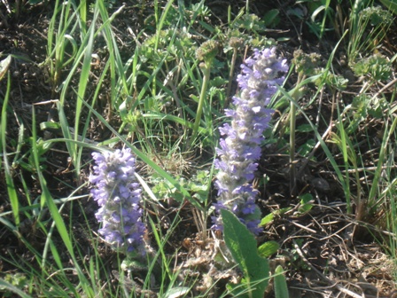   (Ajuga orientalis),  (Ajuga) 