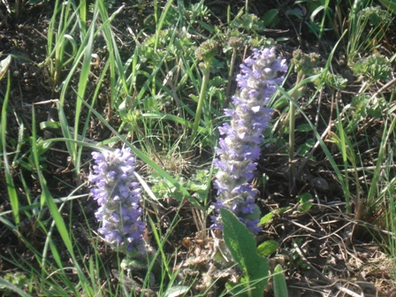   (Ajuga orientalis),  (Ajuga) 