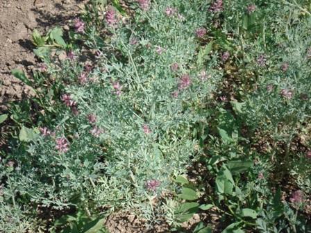   (Fumaria Vaillantii),  ,  