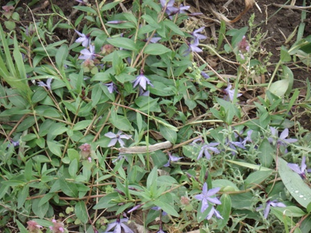   (vinca minor),  ,   