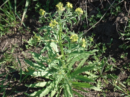   (Erysimum diffusum),   