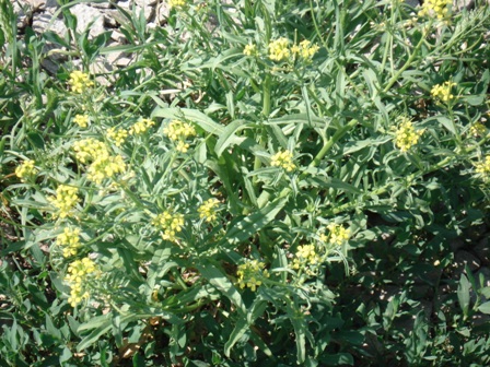   (Erysimum diffusum),   