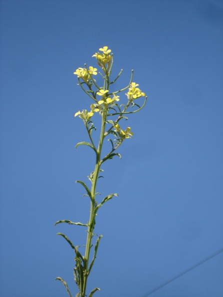   (Erysimum diffusum),   