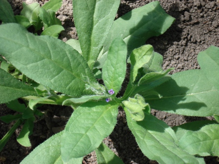   (Asperugo procumbens),   