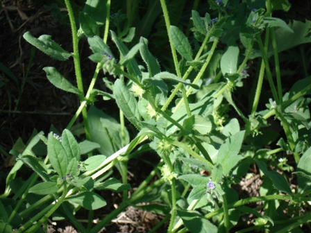   (Asperugo procumbens),   