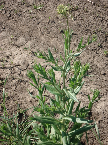  (Camelina microcarpa),  