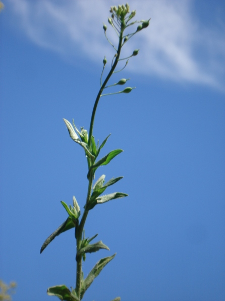   (Camelina microcarpa),  