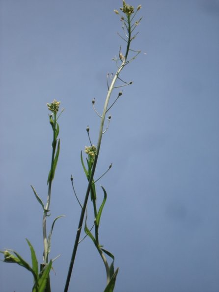   (Camelina microcarpa),  