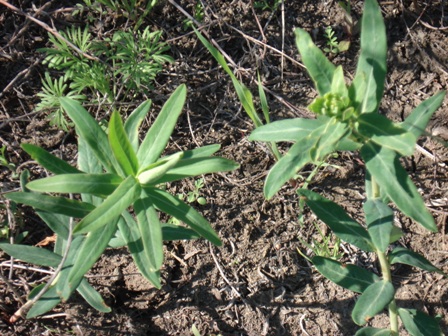   (Euphorbia Waldstenii),   (Euphorbia virgata),   