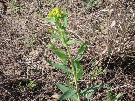   (Euphorbia Waldstenii),   (Euphorbia virgata),   