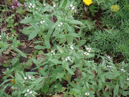   (Lithospermum arvensis),   (Buglossoides arvensis),  