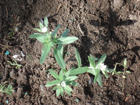   (Lithospermum arvensis),   (Buglossoides arvensis),  