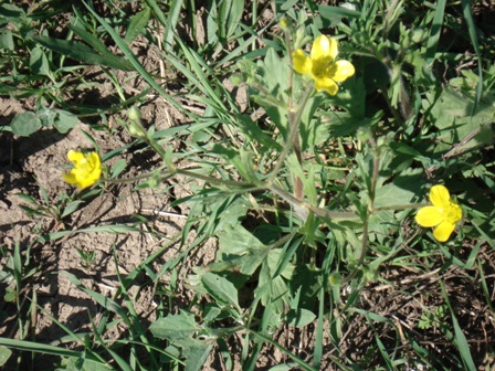   (Ranunculus acris),  ,  ,   