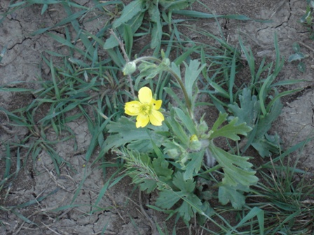   (Ranunculus acris),  ,  ,   