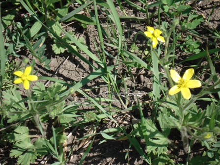   (Ranunculus acris),  ,  ,   