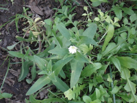   (Cerastium holosteoides) 