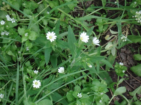   (Cerastium holosteoides) 